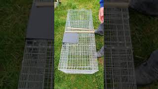 Larsen traps updated how to use [upl. by Cornwall]