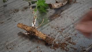 Rhizomes Explained [upl. by Wenoa]