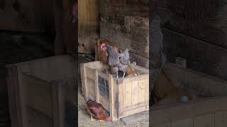 gimpy the invincible chicken chickenfarmer chickendisability chickenfarming [upl. by Sikram589]