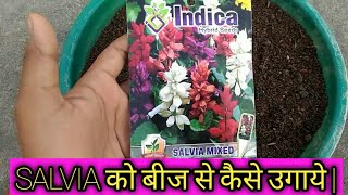 How to Grow SALVIA from Seed  Care amp Tips  Flora Nurture [upl. by Nair]