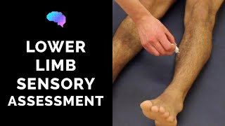 Sensory Assessment of the Lower Limbs  OSCE Guide Clip  UKMLA  CPSA [upl. by Isaiah]