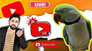 PETSHOME is live parret birds cuteanimals cutebird talkingparrot cute parrot [upl. by Ettennad]