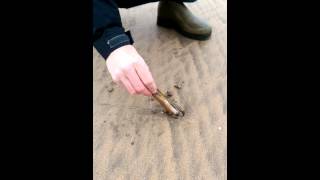 Razor Clam Foraging at Westward Ho Devon [upl. by Ilatfan828]