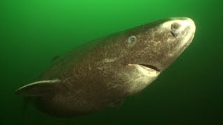 Greenland Sharks HD  JONATHAN BIRDS BLUE WORLD [upl. by Hans]