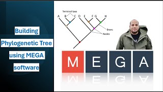 Construction of a phylogenetic tree using MEGA Molecular Evolutionary Genetics Analysis  software [upl. by Annavas457]