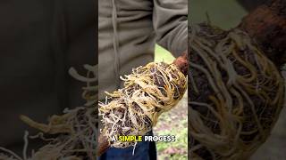 Cloning Roxburgh Figs Quick Guide to Air Layering 👨🏽‍🌾🌱 process farming learn [upl. by Ityak720]