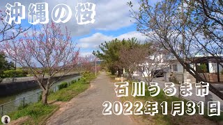 【沖縄桜】 2022年1月31日の更新  石川うるま市 [upl. by Hayalat300]