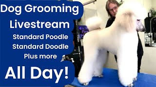 Dog Grooming Standard Poodle Schnauzer Fusion Shih Tzu Lhasa Havanese Cavalier Large Doodle [upl. by Aynad]