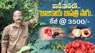 జాజికాయ జాపత్రి సాగు కేజీ3500రూ  Nutmeg Cultivation  Medicinal Plants Farming  Shiva Agri Clinic [upl. by Carry957]