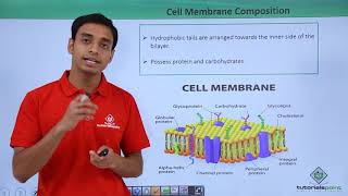 Class 11th  Eukaryotes  Cell Membrane Composition  Cell The unit of Life  Tutorials Point [upl. by Hairas9]