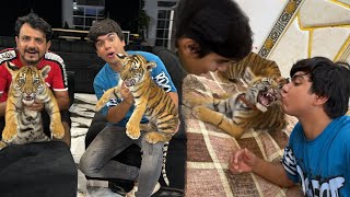 Baby Tiger Ghar Ly Aiy 😍 1 Million Surprise 🥳 [upl. by Aniteb580]