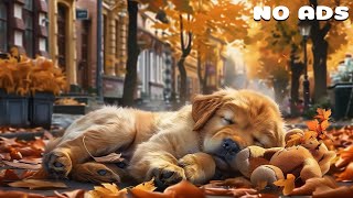 Música de 12 horas para perros que sufren de ansiedad por separación y para un buen descanso🐶 [upl. by Zorina]