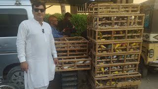 Birds Market Lalukhet Sunday Video Latest Update 201024 in Urdu [upl. by Gildus]