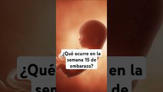 🤔 ¿Qué ocurre en la semana 15 de embarazo 🤰 Síntomas y desarrollo del bebé [upl. by Nylqcaj]