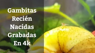 🔵 Alevines De Gambas Recien Nacidas Como Montar Un Gambario De Neocaridinas 1x7 Acuarios MB [upl. by Godric]