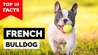 French Bulldog  Top 10 Facts [upl. by Lseil878]