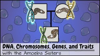 DNA Chromosomes Genes and Traits An Intro to Heredity [upl. by Hertz717]