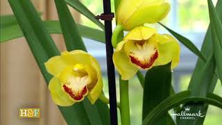 CYMBIDIUM ORCHID Care  Repeat Flowering Step by Step Shirley Bovshow [upl. by Anyer]