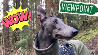 GREYHOUND takes you on a scenic walk in Gwydir forest Betws y coed [upl. by Restivo]