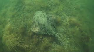 Undulate Ray Raja undulata  Isle of Wight [upl. by Ahseit]