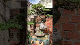 Beautiful Bonsai Works🌳🌲💥547shorts shortsvideo beautifulbonsai art khuebonsai🥰❤️ [upl. by Naesyar]