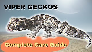 Viper Geckos  The Complete Care and Breeding Guide  Hemidactylus imbricatus [upl. by Kinzer153]