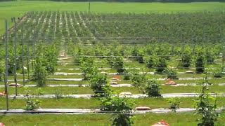 FRP Trellising Innovation at BlackBerry Bottom Farm [upl. by Bergstein]