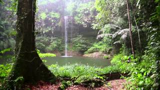 Rain Sound and Rainforest Animals Sound  Relaxing Sleep [upl. by Hoskinson394]