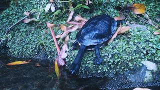 Eastern longnecked turtle Chelodina longicollis [upl. by Dahaf469]