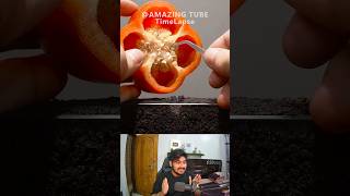 Growing Red Bell Pepper Plant Time Lapse 🪴 shorts [upl. by Kashden160]