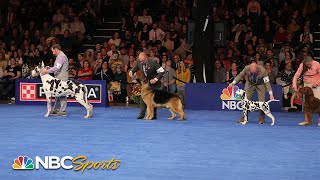 National Dog Show 2023 Best in Show Full Judging  NBC Sports [upl. by Kobe]