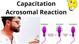 Capacitation amp Acrosomal reaction in sperm BoardNeet [upl. by Salbu]