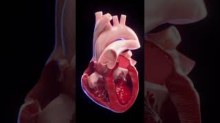 3d animated blood flow of the heart anatomy meded 3dmodel [upl. by Ikin695]