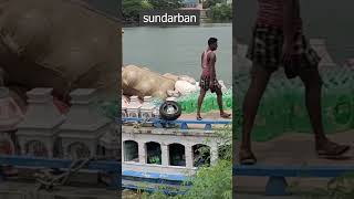 sundarban vlog  sundarban vlog short video [upl. by Gill91]