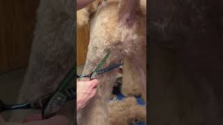 Goldendoodle dog grooming goldendoodle [upl. by Oliric]