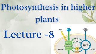 Photosynthesis in higher plants Class 11th l Lecture 8 [upl. by Dleifxam879]