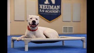 Deedee Dogo Argentino Boot Camp Dog Training Video Demonstration [upl. by Surdna]