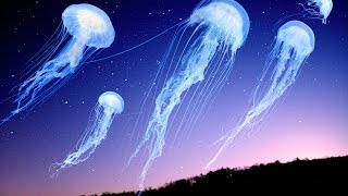 Shpongle  How the Jellyfish Jumped Up the Mountain Music Video [upl. by Wenn]