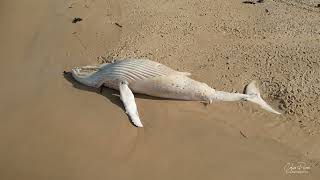 White Whales resting place Mallacoota Beach July 2022 4k drone video [upl. by Riay]