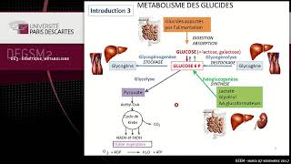 Cours Métabolisme des lipides Acide Gras [upl. by Fokos142]