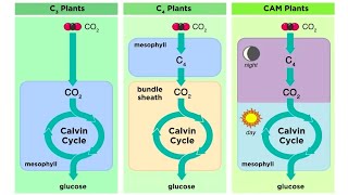 Types of Photosynthesis in Plants C3 C4 and CAM [upl. by Yerg]