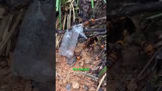 Battling the Beast Effective Method for Getting Rid of Asian Giant Hornets [upl. by Anihsat]