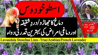 اسطوخودوس کے فوائد دماغ کا جھاڑو اسطوخودوس اور دماغی امراضMedicine Lec 45FTJHk Ijaz Elahi [upl. by Neal]