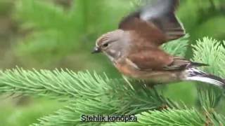 Stehlík konôpka Carduelis cannabina [upl. by Suraved]