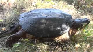 Snapping Turtle [upl. by Llebiram]