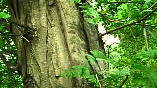 Honey Locust Gleditsia tricanthos the real thing [upl. by Alleirbag783]