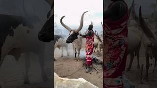 Big Horned Cattle From Africa shorts [upl. by Nauqyaj]