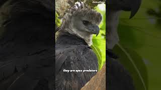 Part 140 Meet the Flying Wolf The Harpy Eagle [upl. by Eahsel]