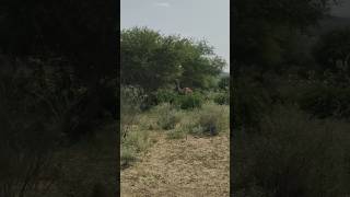 A Camel is eating plants in the Thar desert forest tharparkar camel youtubeshorts [upl. by Dub]