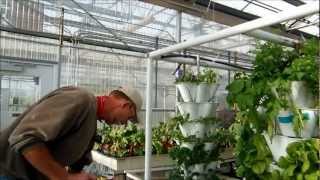 Aphid Control in the Greenhouse Environment [upl. by Ziegler]